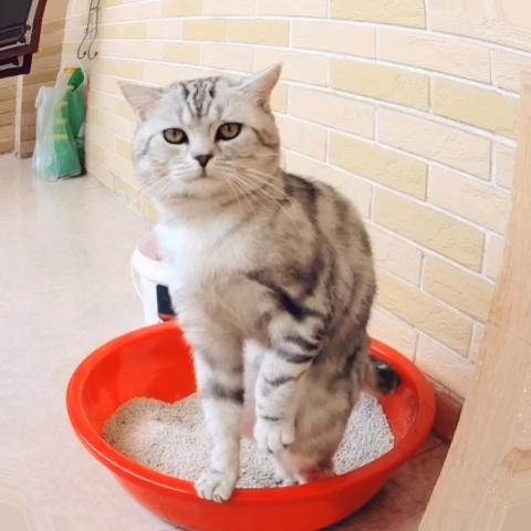幼猫多大可以用猫砂盆:幼猫多大可以用猫砂上厕所 新买了一只幼猫不会用猫砂，怎么办？