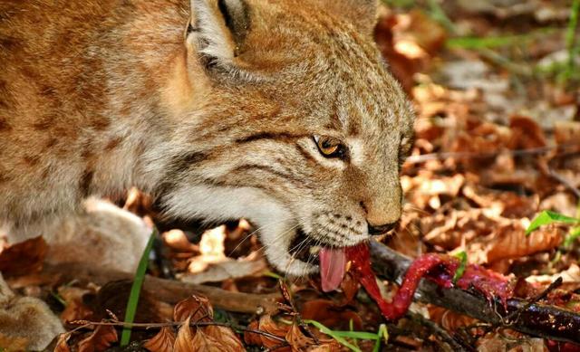 猞猁真的是狼的天敌吗?-头条问答