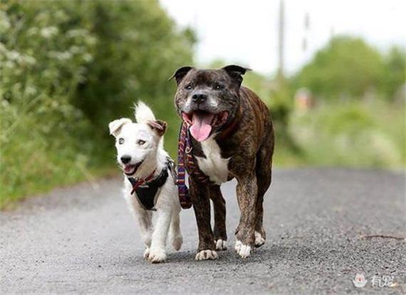 小柴犬阿旺的和风式生活百度云:家里养了只贵宾，新来只柴犬，水火不相容，怎么办？