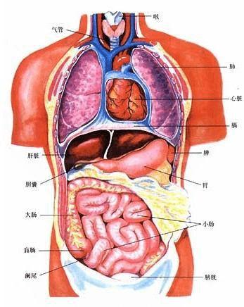 三门相通会死人,人类离开哪个器官不会死亡？