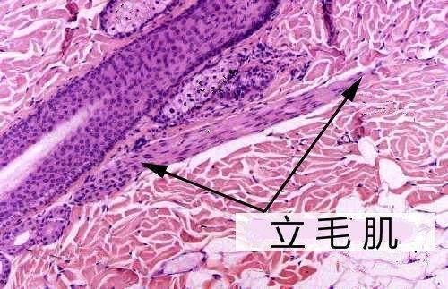 三门相通会死人,人类离开哪个器官不会死亡？