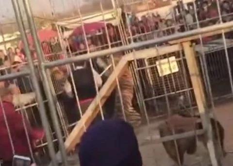 马戏团出现老虎伤人事件:山西一马戏团老虎表演时冲破牢笼，撕咬围观群众，这是什么情况？