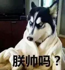 巴哥犬表情包帅气:如果把哈士奇放到狼群里养，会不会就不“二”了呢？ 巴哥犬表情包震惊