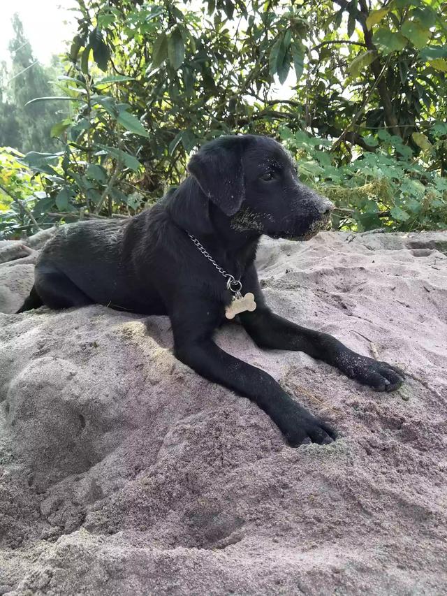 拉布拉多纯种多少钱幼犬黑色:拉布拉多犬的价格一般是多少？