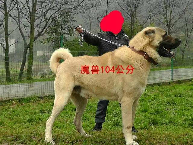 斗狗品种:哪些品种的狗能打得过比特犬？