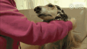 养一只阿富汗猎犬是一种什么体验？
