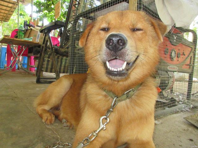 日本柴犬:日本柴犬可以养吗？可以为证吗？ 日本柴犬图片