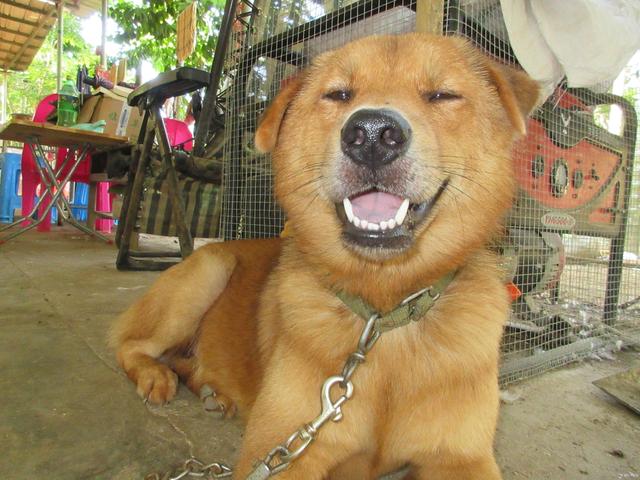 日本柴犬:为什么中华田园犬和日本柴犬，在各自国家的待遇差别这么大？ 日本柴犬图片
