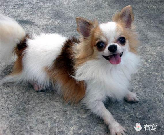 想养一只无味不掉毛的小型宠物狗,有什么推荐吗?-惠修网