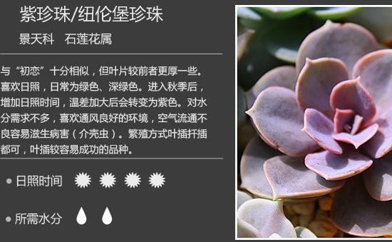 多肉植物该如何分类？