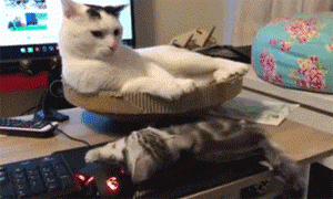 母猫脖子总被公猫咬破:猫的脖子被咬伤，猫咪脖子被咬伤了怎么办？