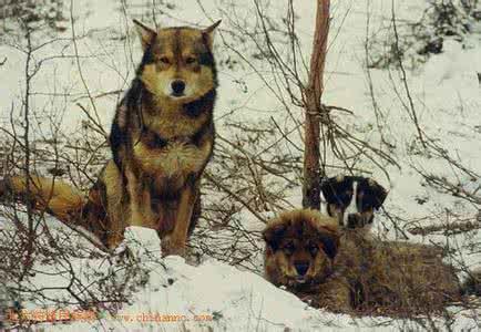 中国名犬:中国有哪些不输于外国的优秀犬种？ 中国名犬有哪些品种