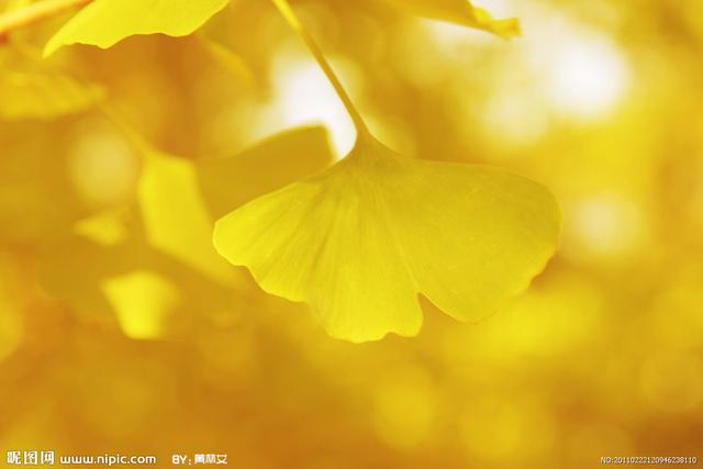 头条问答 蓝色的蔷薇和银杏叶的花语是什么 3个回答