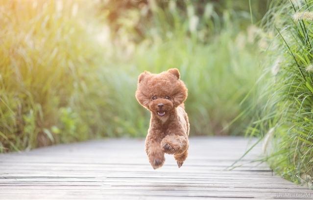 狗狗智商排名及图片:世上智商排行前三的犬种是哪三种狗？有何依据？ 世界上的狗狗智商排名图片