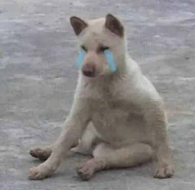 济南发布养犬通告规定什么:济南发布养犬通告：外出遛狗时狗绳最长1.5米。你怎么看？ 最新济南市养犬管理规定