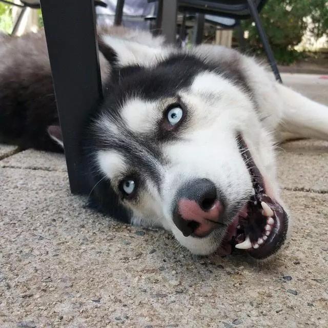 济南发布养犬通告规定什么:济南发布养犬通告：外出遛狗时狗绳最长1.5米。你怎么看？ 最新济南市养犬管理规定