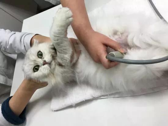 绝育药:带母猫绝育需要准备些什么？