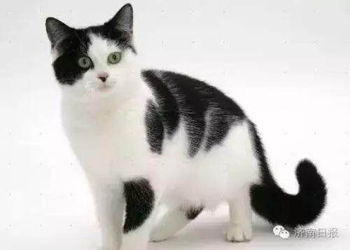 褴褛猫:黑背白肚的猫属于什么种类的猫？