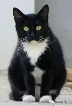 褴褛猫:黑背白肚的猫属于什么种类的猫？