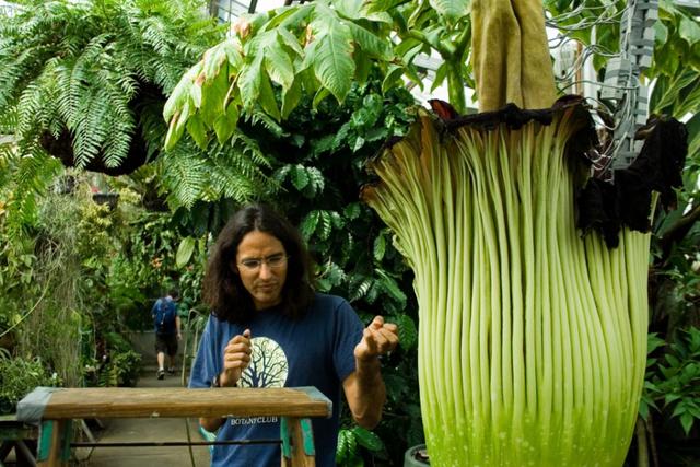 世界濒临灭绝的植物:即将灭绝的动植物有哪些？