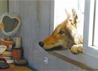 狼王与藏獒阅读全文:都说“十犬一獒”，藏獒真的有那么厉害吗？ 狼王归来免费阅读全文