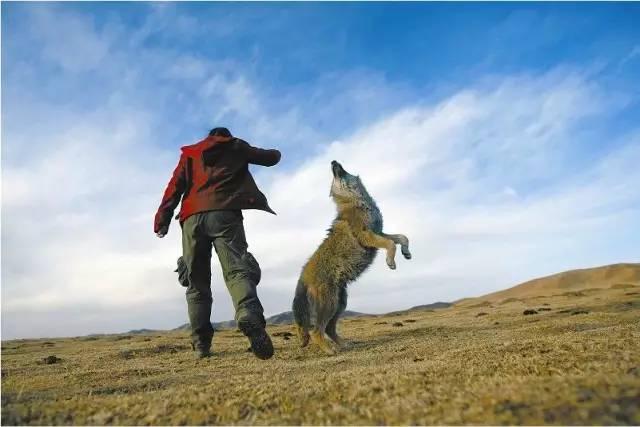 狼王与藏獒阅读全文:都说“十犬一獒”，藏獒真的有那么厉害吗？ 狼王归来免费阅读全文