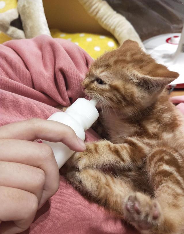 小奶猫能不能喝牛奶:平时白天上班，该如何照顾刚出生的奶猫？ 小奶猫能不能喝牛奶粉