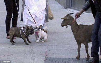 怎样养宠物:养宠物需要注意哪些事项？ 怎样养宠物狗