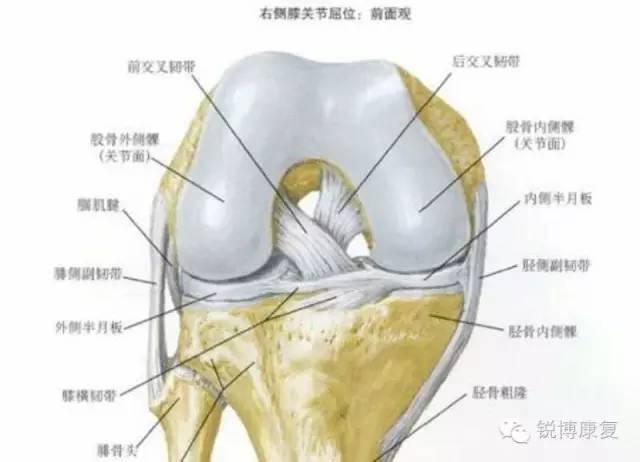 韧带断裂缝合后多久拆:前交叉韧带撕裂，是什么级别的伤病，恢复需要多久？