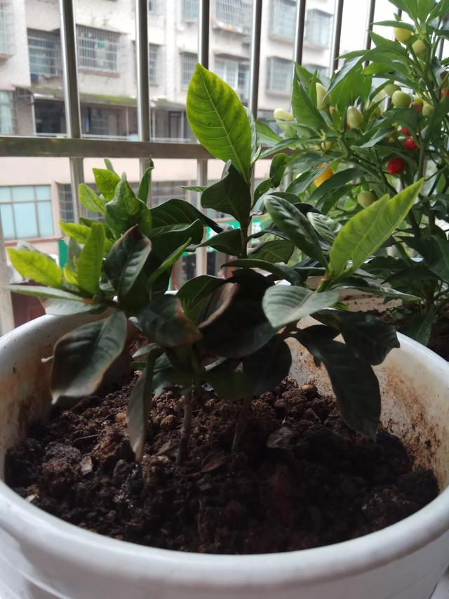 栀子花干黄怎么办？