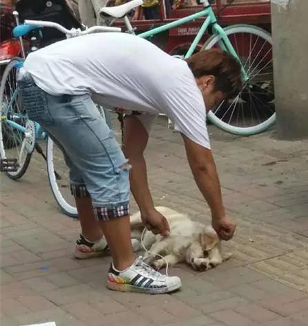 男子摔狗事件:如何看待成都某教师捡狗索酬不成摔狗一事？ 成都摔狗事件