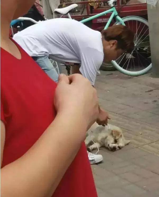 男子摔狗事件:如何看待成都某教师捡狗索酬不成摔狗一事？ 成都摔狗事件