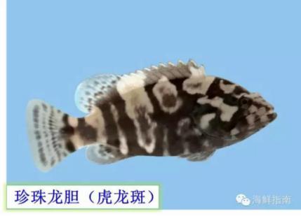 龙趸王:市场上常见的石斑鱼品种有哪些