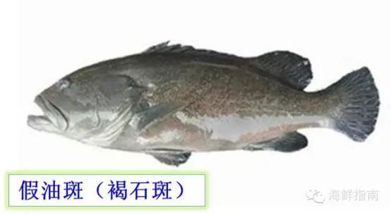 龙趸王:市场上常见的石斑鱼品种有哪些