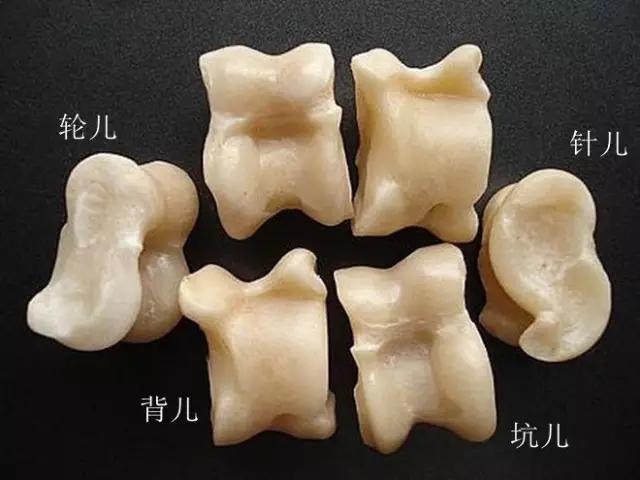 中国哈士奇论坛叮当:中国哈士奇俱乐部 如何成为林更新生活中的朋友？
