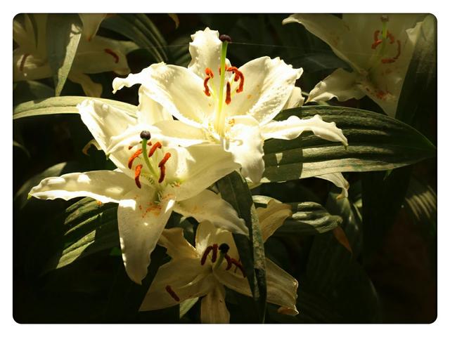 头条问答 百合花都有什么颜色的 7个回答