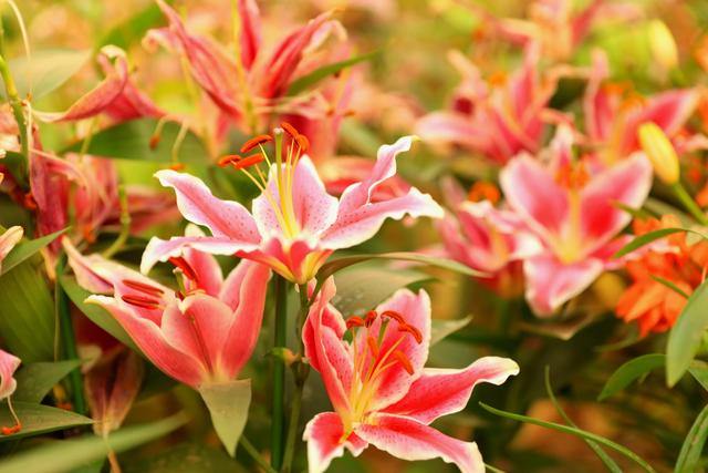 头条问答 百合花都有什么颜色的 7个回答