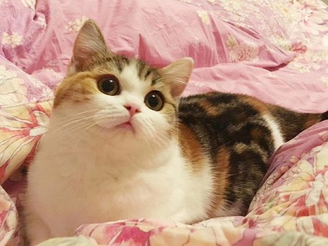 欧洲短毛猫体重体型:什么猫性格温顺，比较粘人呢？ 美国短毛猫体型