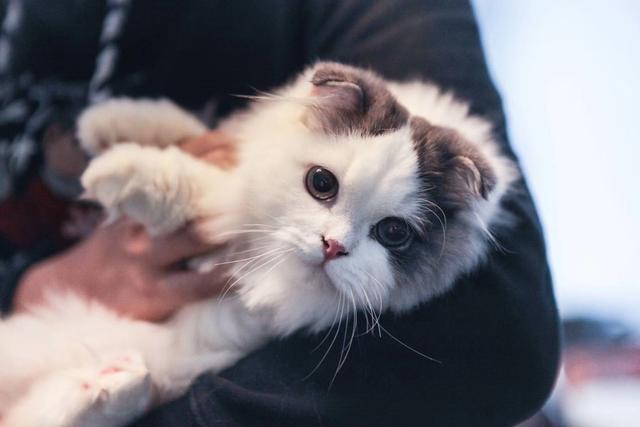 欧洲短毛猫体重体型:什么猫性格温顺，比较粘人呢？ 美国短毛猫体型
