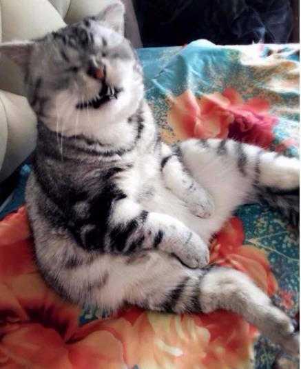 养猫记angelo:猫一直在被子上尿尿，怎么回事，有什么办法？