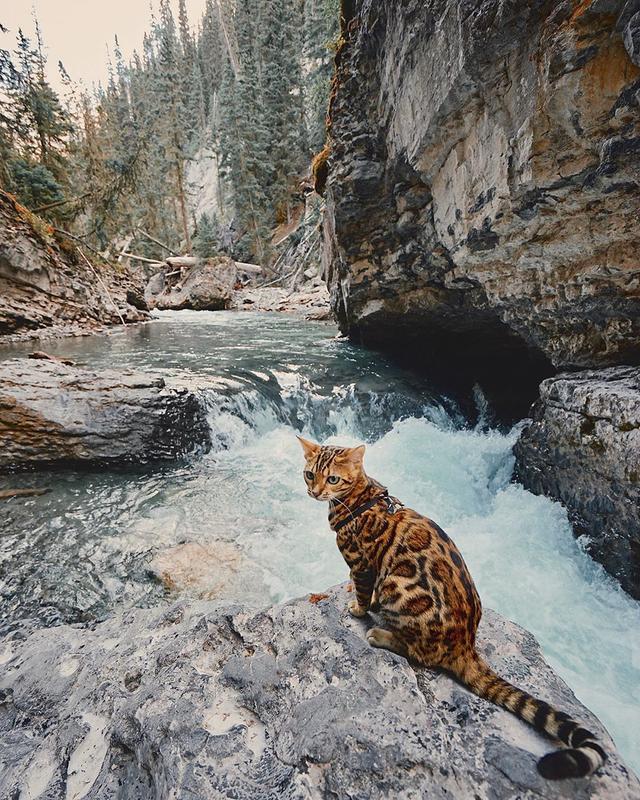 孟加拉国猫是活动量非常大的猫咪:养孟加拉豹猫是什么体验？