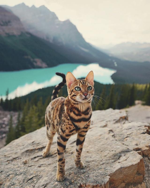 孟加拉国猫是活动量非常大的猫咪:养孟加拉豹猫是什么体验？