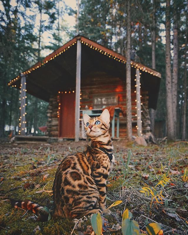 孟加拉国猫是活动量非常大的猫咪:养孟加拉豹猫是什么体验？