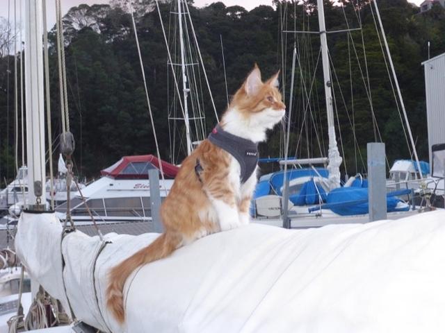 养猫指南:养猫咪需要注意的问题是什么？ 养猫指南祺鑫