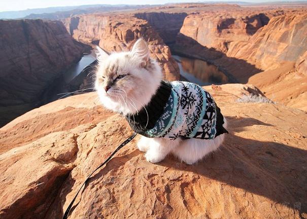 养猫指南:养猫咪需要注意的问题是什么？ 养猫指南祺鑫