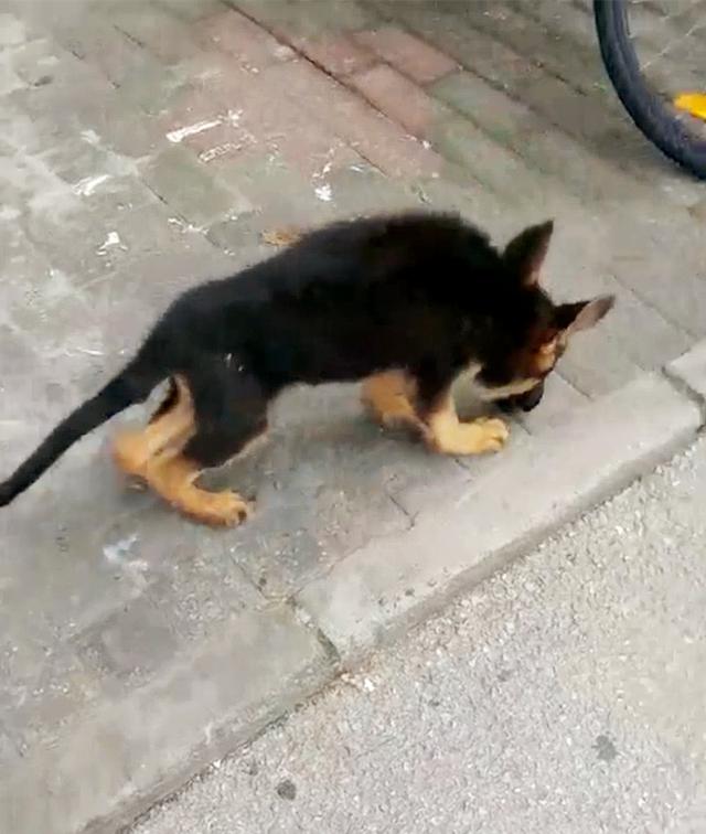 美女与狗狗壁纸高清:#宠爱日#我要上头条！封面模特宠物征选，约吗？