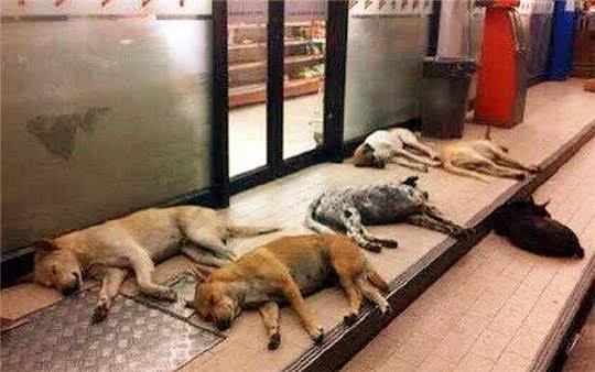 关于流浪狗和流浪猫感悟:你们在路上看到流浪猫、狗时会选择无视还是帮助？