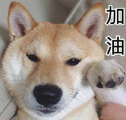 史上最忧郁的狗狗:泰迪犬因为环境改变得了抑郁症怎么办？