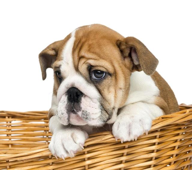 史上最忧郁的狗狗:泰迪犬因为环境改变得了抑郁症怎么办？