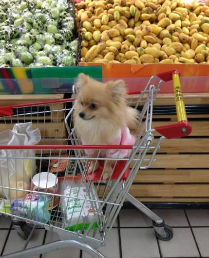 牵犬师视频:沈阳一大姐牵大型狗逛超市，左闻右看还吓着人了，你怎么看？ 牵犬师是什么职业